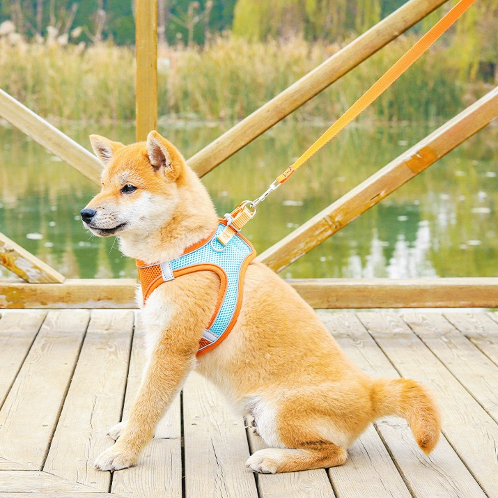 Breathable Reflective Pet Harness Set: Vest-Style Dog Harness + Leash - Blue-L