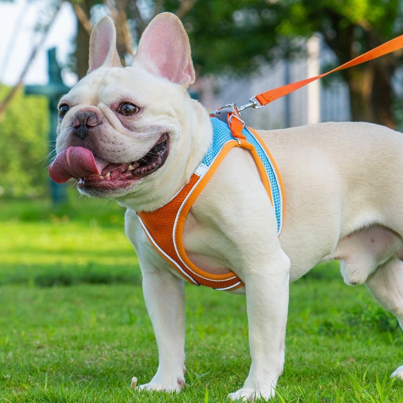 Breathable Reflective Pet Harness Set: Vest-Style Dog Harness + Leash - Blue-M